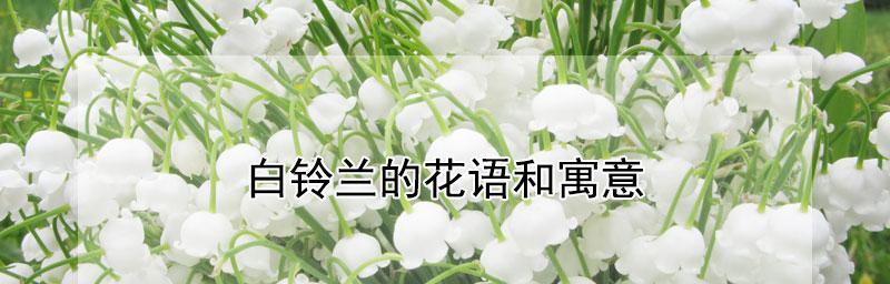 《铃兰白白技能攻略，打造永远的7日之都》（精通白技能的秘籍、属性解析、进阶路线一网打尽）